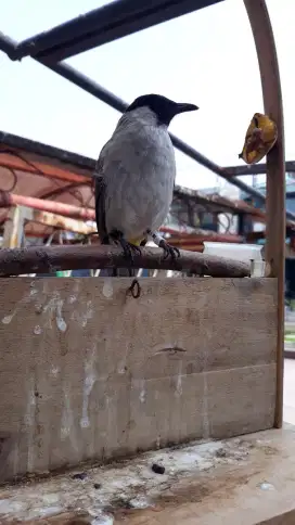 Kutilang pikat rajin bunyi