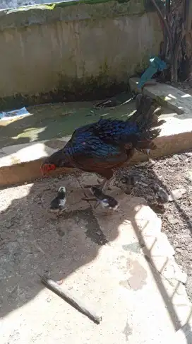 Ayam Bangkok/aduan