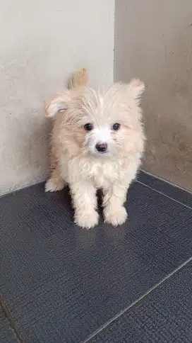 Anak Anjing Poodle mix Minipom