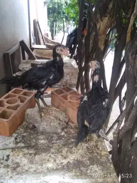 Jual ayam bangkok