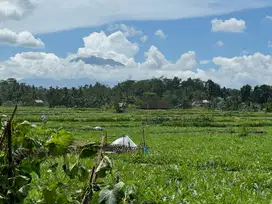 Tanah View Sawah di Jalan Utama Siangan Bali