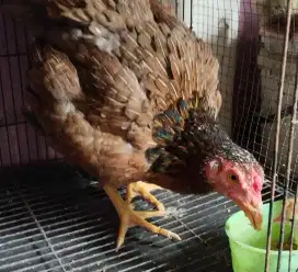 Ayam bangkok biang 3 x Pro