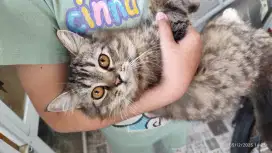 Kucing Persia medium hair belang hitam putih