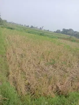 Dijual sawah produktif boto 100