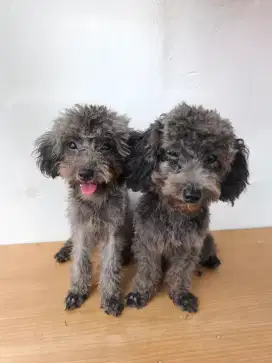 Open adopt Sepasang poodle silver