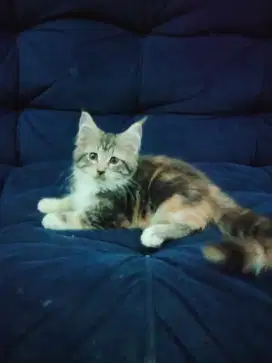 Kucing mainecoon betina, kucing persia