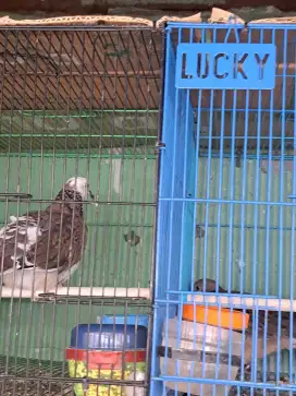 Tekukur lokal derkuku bukan perkutut bukan puter pelung bukan kandang