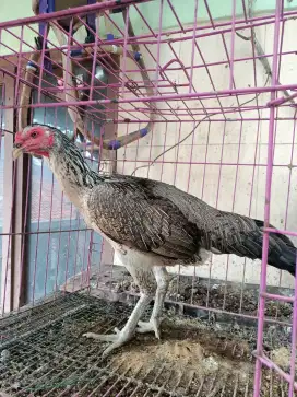 Ayam,Hayam betina bikang