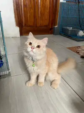 Kucing persian medium