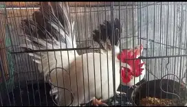 Ayam Kate chabo black tail