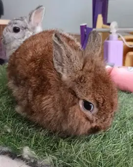 Kelinci Hias Netherland Dwarf