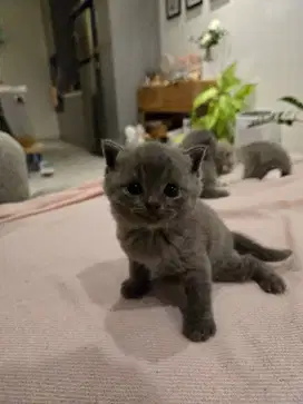 Anak Kucing BSH Mix / Kitten Bsh mix