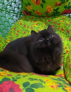 Munchkin BLH ( British Long Hair ) Male