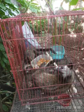 Musang Buah tangkapan liar