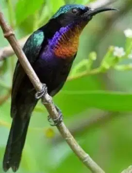 Kolibri King konin ijoan trotol