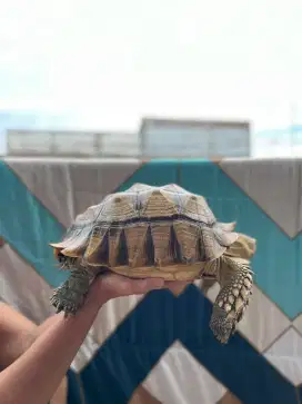 Sulcata male 37CM