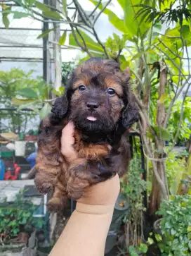 Anak anjing maltese poodle maltipo