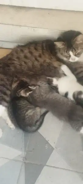 Gratis indukan dan anaknya kucing persia
