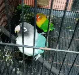 Sepasang lovebird