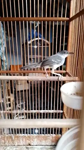 Burung ciblek kapas dada kuning sedikit