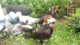 Jual Murah Ayam Poland Langsung 4 Ekor No Nego