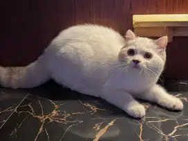Kucing kitten munchkin BSH Ns (tdk cebol)