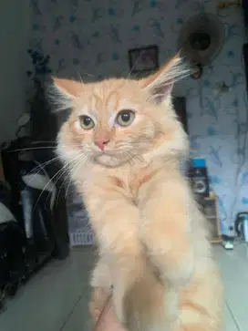 kucing persia oren