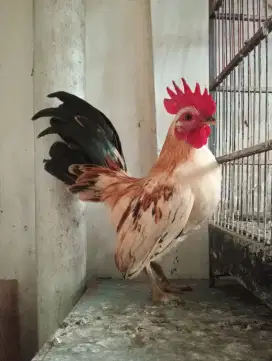 Jual ayam Kate sepasang