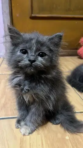 Kitten Persia Betina 3bulan