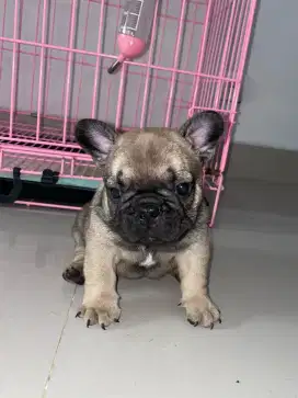 Jual French bulldog jantan