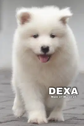 Samoyed puppy di jual