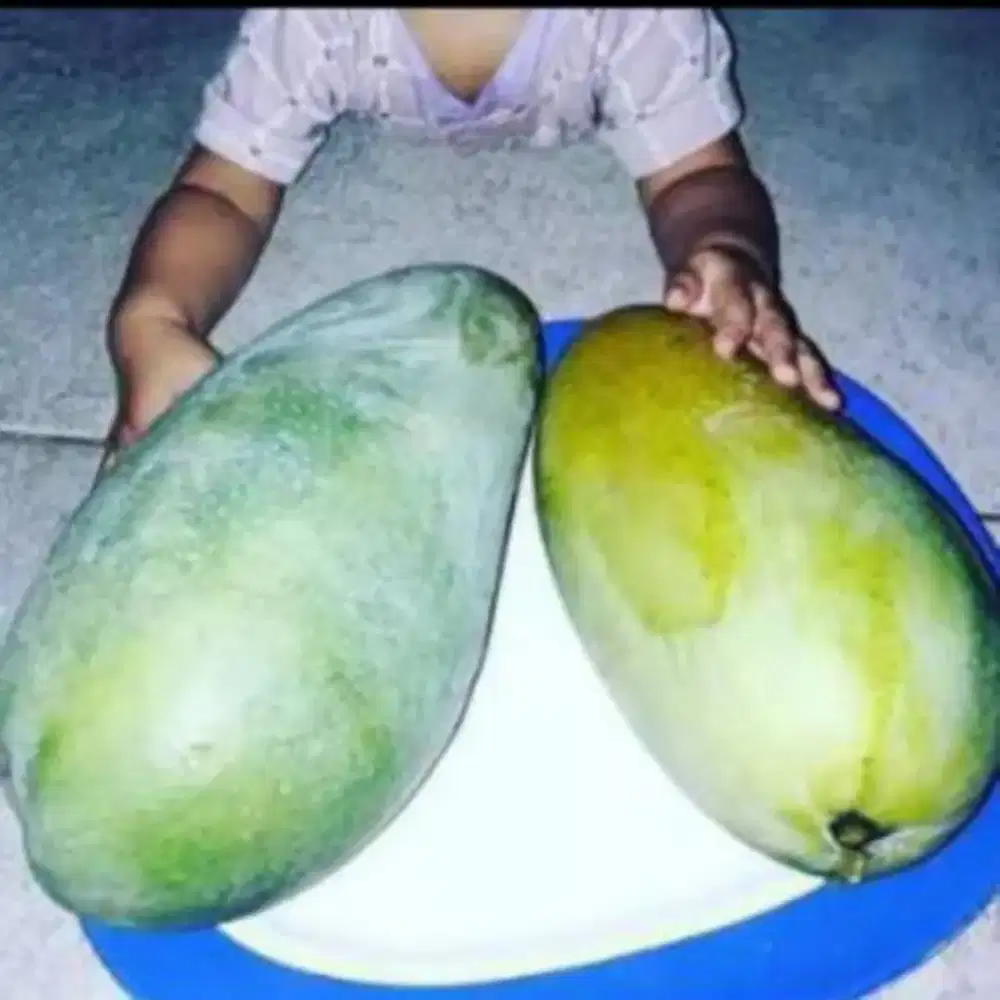 Jual Pohon Mangga Kiojay Madu Jumbo/ThailandYg bratBuah 1buahnya1,3kg.