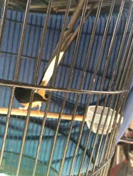 Burung Muray batu ekor 28