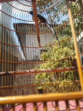 Sepasang murai batu