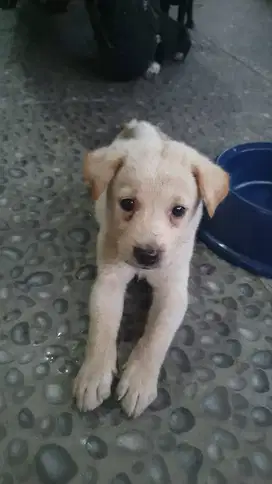 open adopt puppy anak anjing 1 bulan