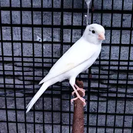 Kenari Putih Isian Redsiskin - Jantan Gacor