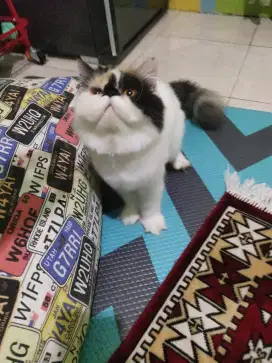 Indukan Proven Calico
