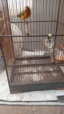 Kenari jual fullset