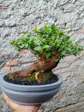Bonsai Loa Ficus Racemosa