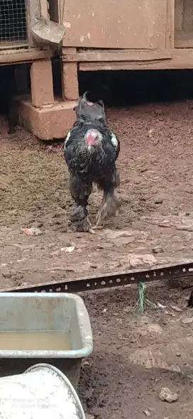 Ayam brahma remaja