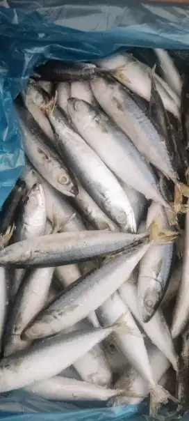 IKAN SEGAR KIKI