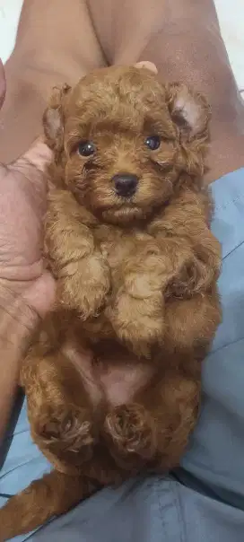 Toys Poodle coklat