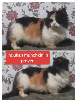 Kucing betina munchkin