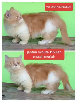 Kucing Jantan Munchkin Minute