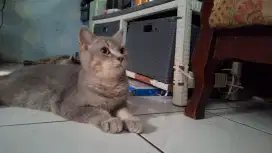 Kucing BSH blue golden jantan 6 bulan