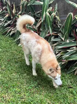 Anjing husky no stb betina