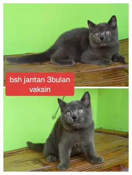 Kucing BSH Jantan