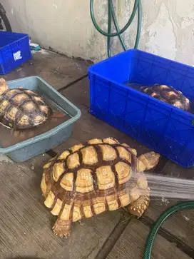 Sulcata Betina/Female ukuran 39 cm Cerah