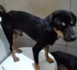 MINI PINSCHER IMUT LINCAH PINTAR