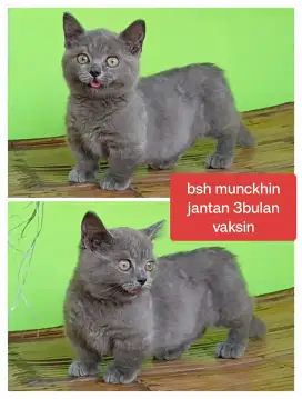 Kucing BSH Jantan Munchkin